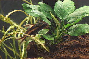 Акара бирюзовая (самка) и два сомика Платидораса (пол неизвестен) в просторный аквариум