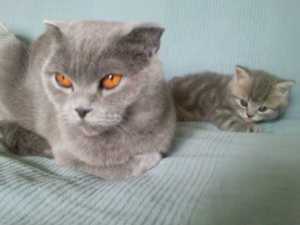 Кошка Соня и сыночик