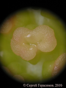 Рыльце анубиаса
