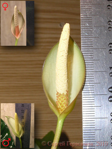 Цветок гибридного анубиаса