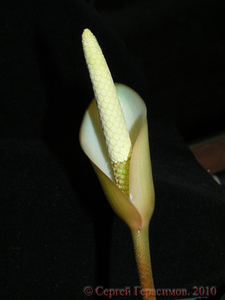 Цветок анубиаса
