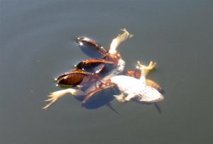 Жуки-плавунцы жрут лягушку