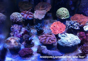 Кораллы Аква Лого
