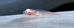 Goby Fry