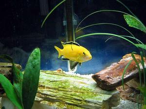 Yellow Labidochromis
