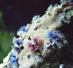 Porties coral - dom dlia mnogih jiteley