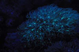Biological Fluorescence