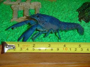 Голубой флоридский рак Procambarus alleni