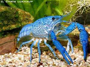 Голубой флоридский рак Procambarus alleni