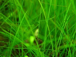 Креветка зеленая, светлоглазая разновидность