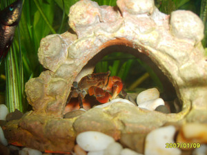 Dromia enythopus – Fresh Water Crab-Red