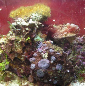 Морской аквариум (20 литров)