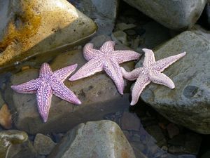 Звезды Японского моря