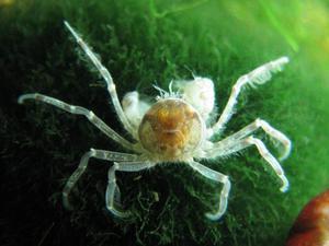 краб-паук Limnopilos naiyanetri