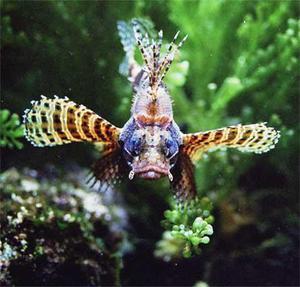 Dwarf Lionfish