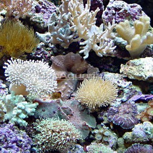 FAQ >>> Морской аквариум - вводный краткий курс обо всем