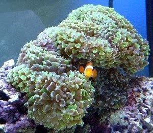  FAQ >>> Морской аквариум - вводный краткий курс обо всем