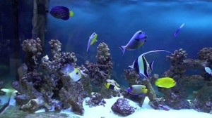 FAQ >>> Морской аквариум - вводный краткий курс обо всем