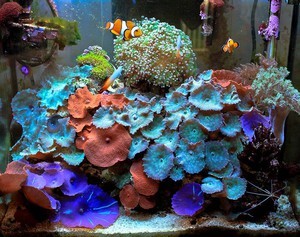 FAQ >>> Морской аквариум - вводный краткий курс обо всем 