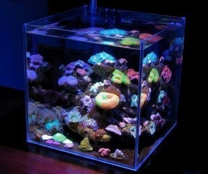 Морской нано аквариум