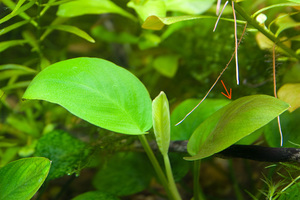 красноватый лист анубиса