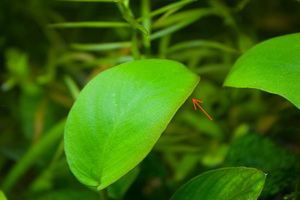 красноватая каёмка на листе анубиса