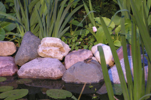 Лягуха греется на камнях