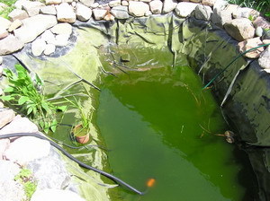 Зелень в пруду