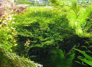 Weeping moss а аквариуме
