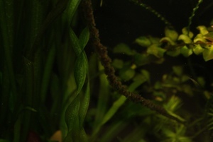 водоросли