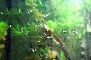 мальки дорсов едят обрастания на стекле аквариума