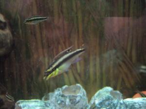 Мальки Pelvicachromis Pulcher