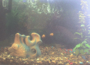 каменная рыбка