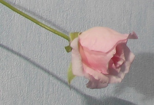 роза цветок
