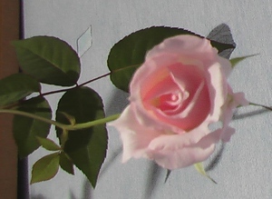 роза цветок 2
