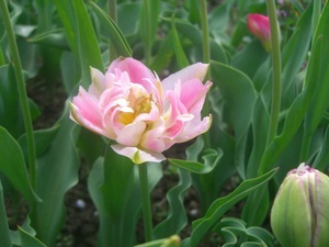 тюльпан