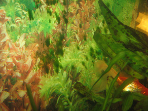 зеленые водоросли