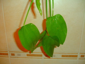 Растение 1
