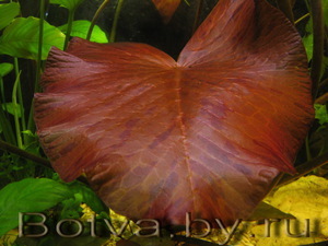 Nymphaea lotus red