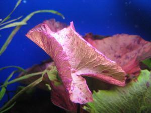 Красная нимфея. Плавающий лист