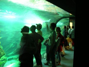 Aquarium de La Rochelle 2