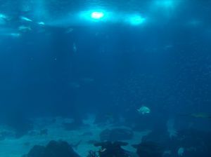 Центральный аквариум11