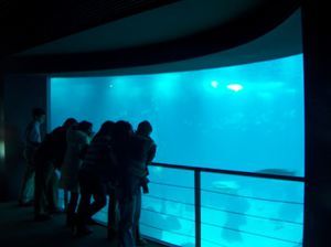 Центральный аквариум12(панорама)