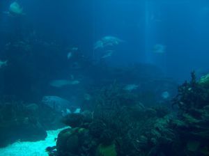 Центральный аквариум15