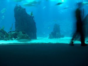 Центральный аквариум22