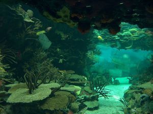 Центральный аквариум28