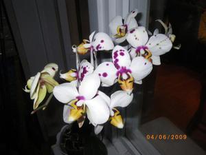Орхидеи 1