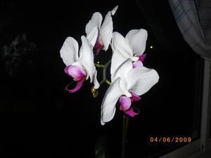 Орхидеи 2