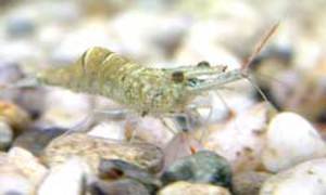 Glass shrimp (PALAEMONETES)
