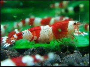 Red Chrystal shrimp Grade A